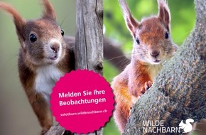 Naturmuseum Solothurn: Eichhörnchen, welche Farbe hat dein Fell?