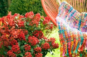 Blumenbüro: Gartengemütlichkeit im goldenen Herbst / Indian Summer Feeling mit Skimmie, Lampenputzergras und Herbstviolen