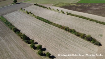 Universität Hohenheim: Agroforstsysteme stabilisieren Erträge - zeigt Studie der Uni Hohenheim