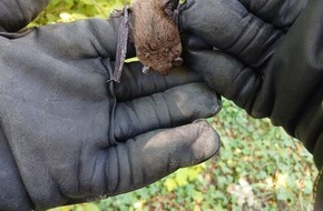 Freiwillige Feuerwehr &Uuml;berlingen: FW &Uuml;berlingen: Tierischer Einsatz / Fledermaus verirrt sich in Notaufnahme des &ouml;rtlichen Krankenhauses / Feuerwehr f&auml;ngt unverletzte Fledermaus ein und setzt sie in nahegelegenem Wald wieder aus