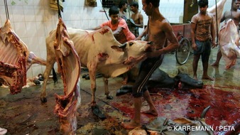 PETA Deutschland e.V.: Leiden für Leder: Kinderarbeit, Tierleid und hochgiftige Produktionsprozesse - PETA und Dokumentarfilmer Manfred Karremann zeigen Realität globaler Lederwirtschaft / Erste Bilder in ZDF-Sendung 37° (BILD)