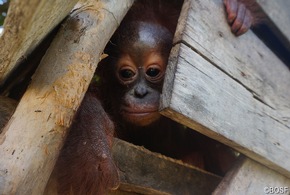 Erstes Orang-Utan-Baby 2020 gerettet: Einjährige Waise einen Monat in Holzverschlag gefangen gehalten