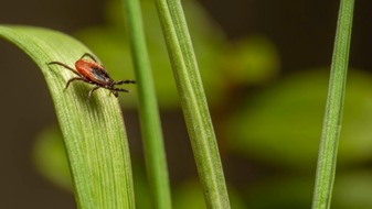 Bundesinstitut f&uuml;r &Ouml;ffentliche Gesundheit: Zecken &uuml;berall: Warum der Schutz vor FSME und Borreliose nicht nur in Risikogebieten wichtig ist