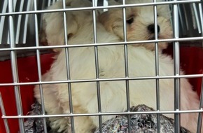 Bundespolizeiinspektion Chemnitz: BPOLI C: Bundespolizisten unterbinden mutmaßlichen Handel mit Hundewelpen