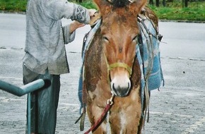 Pro Alps: A pied du Locle à Altdorf: Bellina promeut la protection des Alpes