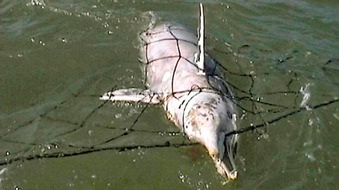 GRD Gesellschaft zur Rettung der Delphine e.V.: Südafrika: Erfolge im Kampf gegen delfin-tödliche Hainetze