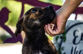 Schweizer Tierschutz STS: Medienmitteilung: STS-Tierschutzstatistik 2023 - Immer mehr Fische werden abgegeben – allgemein leicht weniger Tiere vermittelt