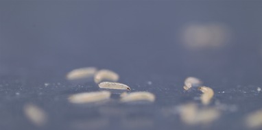 Universit&auml;t Konstanz: Die soziale Blase spielt auch bei Larven eine Rolle, PI 16/2026