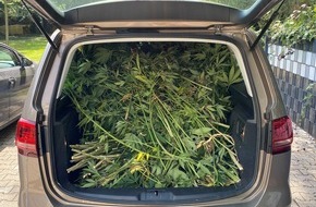 Polizei Düsseldorf: POL-D: Hassels - 230 Cannabispflanzen im Garten - Polizei hebt "Outdoorplantage" aus - Ermittlungen dauern an - Fotos hängen an
