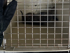 FW Dinslaken: Tag der Tierrettung und kleiner Vegetationsbrand