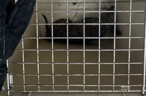 Feuerwehr Dinslaken: FW Dinslaken: Tag der Tierrettung und kleiner Vegetationsbrand