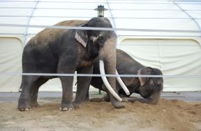 Aktionsbündnis "Tiere gehören zum Circus": Aktionsbündnis "Tiere gehören zum Circus" lehnt Wildtierverbot für Circusse ab! (mit Bild)