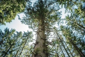 Pressemitteilung: Kraft der Natur
