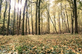 Bergwaldprojekt e.V.: Bergwaldprojekt e.V. - Waldbaden im Oktober