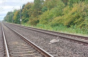 Bundespolizeiinspektion Stralsund: BPOL-HST: Jungen Schwan gerettet