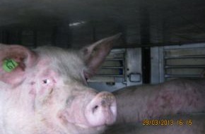 Polizeiinspektion Harburg: POL-WL: Schweinetransport durch Autobahnpolizei Winsen gestoppt