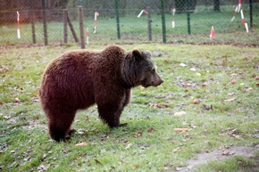 Letzte serbische Zirkusbären kommen im BÄRENWALD Müritz an. VIER PFOTEN appelliert für ein Wildtierverbot für deutsche Zirkusse