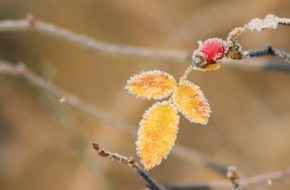 Bund deutscher Baumschulen (BdB) e.V.: Winterschutz für Gartengehölze / Klimawandel erhöht die Gefahr von Frostschäden