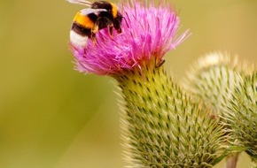 Global Nature Fund: Damit das Summen nicht verstummt: Regionen bringen Insektenschutz in die Fläche