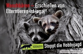Wildtierschutz Deutschland e.V.: Auch für Waschbären kein Tierschutz in Bayern / Kampagne zu nicht tierschutzkonformen Gesetzen in Bayern