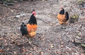 Polizei Steinfurt: POL-ST: Rheine, gestohlenes Federvieh in Gartenparzelle aufgefunden