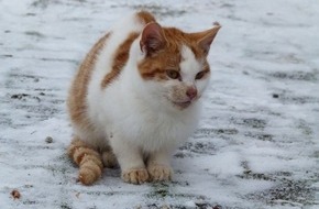 Vier Pfoten - Stiftung für Tierschutz: Tostedt beschließt Katzenschutzverordnung