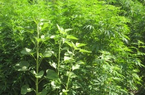 Polizeiinspektion Hameln-Pyrmont/Holzminden: POL-HM: Illegal Cannabis angebaut