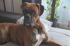 Bundespolizeidirektion München: Bundespolizeidirektion München: Verletzter Hund Sam gesucht - Bundespolizei bittet um Hinweise