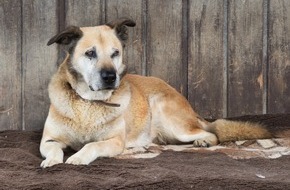 Deutscher Tierschutzbund e.V.: Tierheimtier des Monats - Hundesenior Luis aus Frankfurt