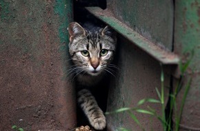 VIER PFOTEN - Stiftung für Tierschutz: Katzenkastrationen können Leben retten