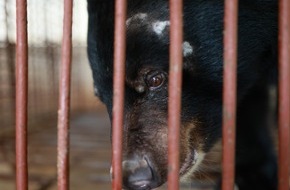 VIER PFOTEN - Stiftung für Tierschutz: Au Vietnam, QUATRE PATTES sauve le dernier ours d’une ferme d’ours dans la province de Binh Duong