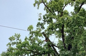 Feuerwehr Dresden: FW Dresden: Sturmtief sorgt für Einsätze der Feuerwehr am Pfingstwochenende