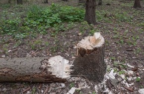 Polizei Aachen: POL-AC: Polizei findet frisch gefällte Bäume im Hambacher Forst
