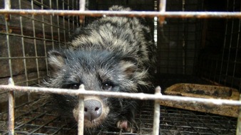Vier Pfoten - Stiftung für Tierschutz: Falsche Pelzkennzeichnung täuscht weiterhin Verbraucher