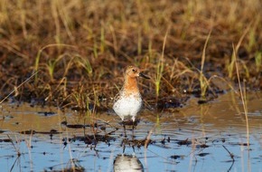 Leica Camera AG: Leica Camera AG und WWT engagieren sich für bedrohten Löffelstrandläufer (FOTO)