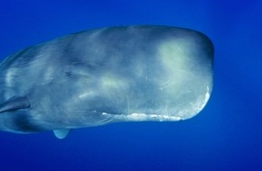 ZDF: Der Aufstand der Wale ZDF-"Terra X"-Doku über die historische Wahrheit hinter Moby Dick (FOTO)