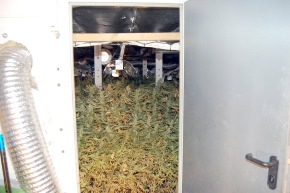 POL-REK: Massenweise Cannabispflanzen warteten auf die Ernte