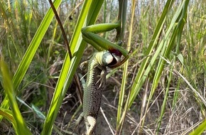 Heinz Sielmann Stiftung: PM Femme Fatale der Insektenwelt: Gottesanbeterin frisst Zauneidechse