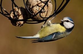 ZZF – Zentralverband der Heimtierbranche e.V.: Hilfe für Meise, Amsel & Co.: Wildvögel im Winter richtig füttern