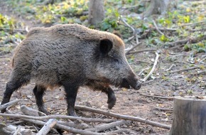 HUK-COBURG: Tipps für den Alltag / Ein Reh kommt selten allein / Wer in der Dämmerung durch Waldstücke fährt, muss die Geschwindigkeit unbedingt anpassen (mit Bild)