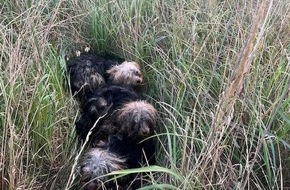 Polizei Wolfsburg: POL-WOB: Hunde an der B 244 ausgesetzt - Ein Hund wurde überfahren und überlebte nicht