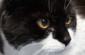 Berufsgenossenschaft für Gesundheitsdienst und Wohlfahrtspflege (BGW): Gefährlicher Bakteriencocktail: Katzenbisse sind nicht harmlos (FOTO)