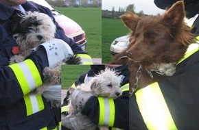 Polizeiinspektion Hildesheim: POL-HI: Ausgesetzte Hunde in Elzer Leinemasch