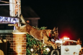 Starker Einsatz auf vier Pfoten: Neue Wettkampf-Show für Hunde auf Crime + Investigation