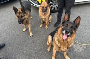 Polizeiinspektion Osnabrück: POL-OS: Osnabrück: Wurden diese Schäferhunde ausgesetzt? - Polizei bittet um Hinweise