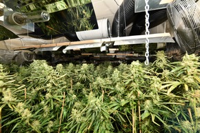 POL-E: Essen: Starker Cannabisgeruch überführt Plantagenarbeiter - 6 Festnahmen