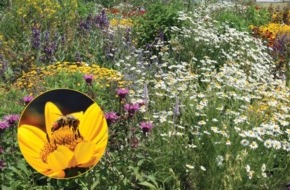 Deutscher Imkerbund e.V.: Gesunde Bienen brauchen bunte Vielfalt - Kernthema beim "Tag der deutschen Imkerei"