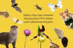 Hessisches Landesamt f&uuml;r Naturschutz, Umwelt und Geologie: Morgen ist Tag des Artenschutzes! Wie geht es den Arten und Lebensr&auml;umen in Hessen?