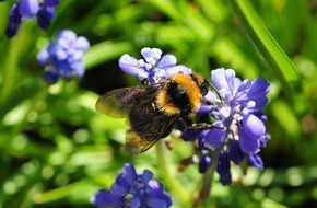 Deutsche Bundesstiftung Umwelt (DBU): DBU-Online-Forum: Wie Digitalisierung zum Schutz der Biodiversität beitragen kann