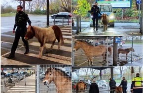Polizei Duisburg: POL-DU: Duissern: Polizei stoppt tierischen Ausflug - Pferde und Ponys nach Straßenabenteuer in Sicherheit gebracht